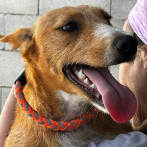 Podenco Mischling Ernie, 09/2023, Endgröße ca. 40 cm