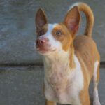 Podenco Ball, 06/2021, ca. 40 cm