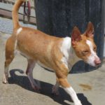 Podenco Ball, 06/2021, ca. 40 cm