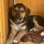 Mischling Berna, 05/2024, Endgröße ca. 50 cm