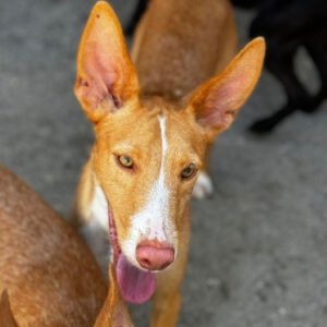 Podenco Mischling Bert, 09/2023, Endgröße ca. 40 cm