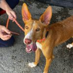 Podenco Mischling Bert, 09/2023, Endgröße ca. 40 cm