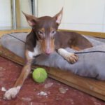 Podenco Boston, 02/2024, Endgröße ca. 47 cm