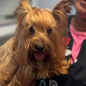 Yorkshire Terrier Buddy, 09/2020, ca. 30 cm