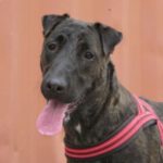 Mischling Buffy, 01/2023, ca. 65 cm