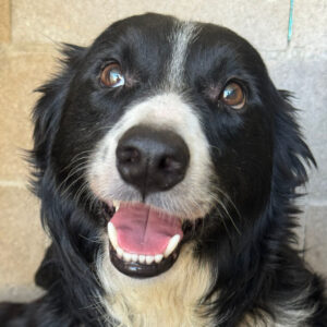 Border Collie Campbell, 06/2023, 50 cm