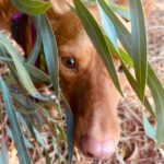 Podenco Carol, 04/2022, ca. 45 cm