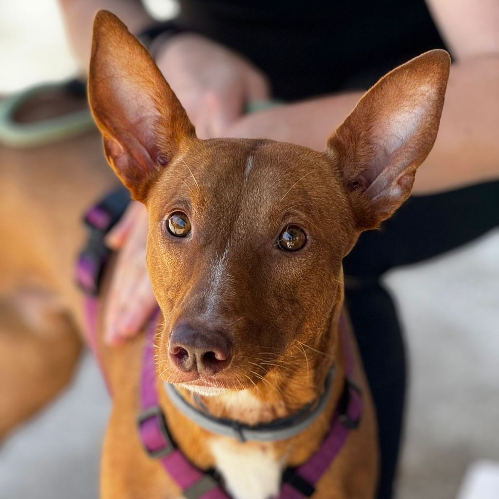 Podenco Cosmo, 08/2023, ca. 46 cm