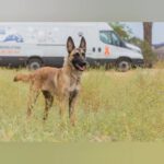 Malinois Cuqui, 08/2023, ca. 57cm