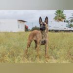 Malinois Cuqui, 08/2023, ca. 57cm