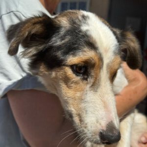 Border Collie Cynthia, 02/2023, ca. 45 cm