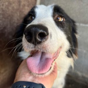 Border Collie Delilah,07/2021, ca. 50 cm