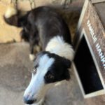 Border Collie Delilah,07/2021, ca. 50 cm