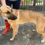 Malinois Mischling Diva, 09/2022, ca. 60 cm