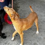 Podenco Mischling Ernie, 09/2023, Endgröße ca. 40 cm