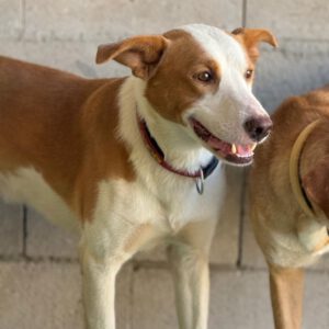 Podenco Mischling Farron, 01/2022, ca. 50 cm