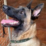 Malinois Mischling Finn, 02/2022, ca. 60 cm