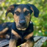 Bracke Hennie, 03/2024, Endgröße ca. 55 cm, 53902 Bad Münstereifel