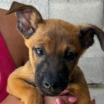 Mischling Jack , 04/2024, Endgröße ca. 45 cm