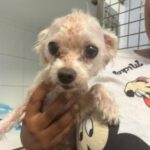 Malteser Julio, 11/2016, ca. 30 cm