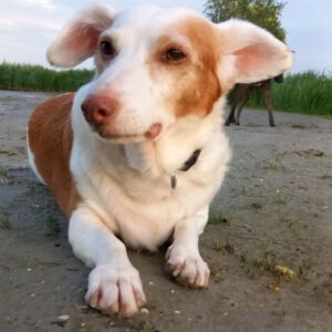 Podenco Maneto Kika, 01/2015, ca. 35 cm, 45889 Gelsenkirchen