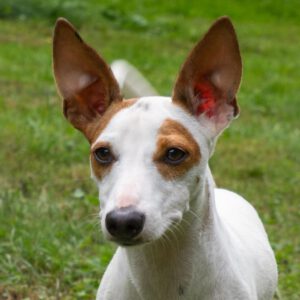 Podenco Bodeguero Mischling Kimbo, 02/2024, Endgröße ca. 43 cm,18469 Karnin