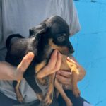 Pinscher Mischling Lemon, 06/2024, Endgröße ca. 35 cm