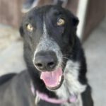 Mischling Lobo, 11/2021, ca. 60 cm