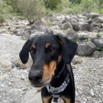 Dobermann Loki, 02/2021, ca. 68 cm, 48268 Greven-Reckenfeld