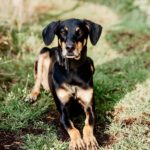 Dobermann Loki, 02/2021, ca. 68 cm, 48268 Greven-Reckenfeld