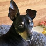 Pinscher Mischling Luca, 04/2014, ca. 30 cm, 56370 Schönborn