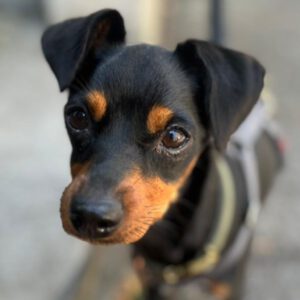 Pinscher Mischling Luciana, 06/2023, ca. 30 cm, 51375 Leverkusen