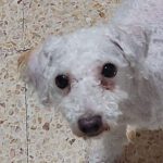 Pudel Mischling Lucio, 08/2022, ca. 40 cm