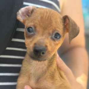 Pinscher Mischling Mango, 06/2024, Endgröße ca. 30 cm