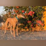 Galgo Marchena, 03/2017, ca. 73 cm