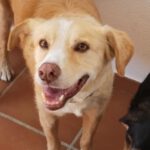 Labrador Retriever Mischling Marley, 07/2011, ca. 45 cm