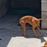 Podenco Mischling Maya, 07/2023, ca. 40 cm