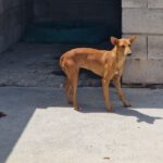 Podenco Mischling Maya, 07/2023, ca. 40 cm