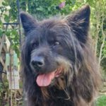 Chow Chow -Labrador Mischling Mogli, 03/2011, ca. 50 cm, 12107 Berlin