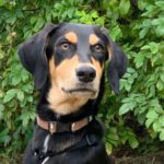 Bracke Mischling Muffin, 03/2024, Endgröße ca. 50 cm