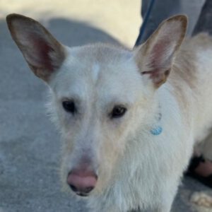 Podenco Mischling Nibu, 10/2022, ca. 63 cm