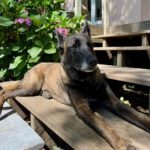 Malinois Nicole, 12/2017, ca. 60 cm, 14482 Potsdam