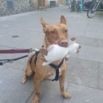 Podenco Maneto Niebla, 11/2028, ca. 35 cm, 20255 Hamburg