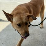 Podenco Labrador Mischling Palomo, 01/2022, ca. 60 cm