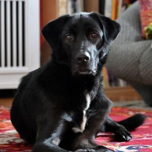 Labrador Schäferhund Mischling Pars, 04/2020, ca. 64 cm, 79100 Freiburg