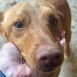 Podenco Peanut, 06/2023, Endgröße ca. 45 cm