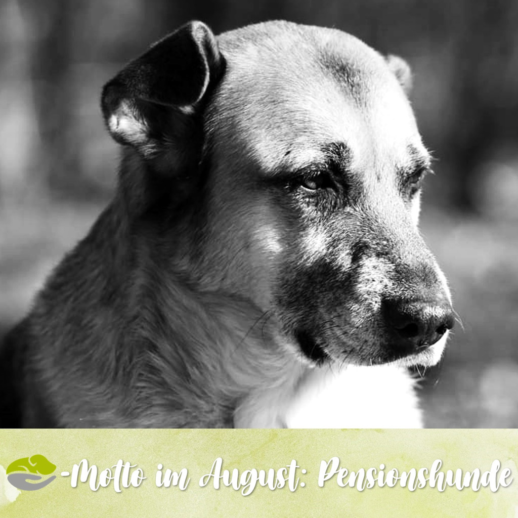 SALVA Motto im August: Pensionshunde