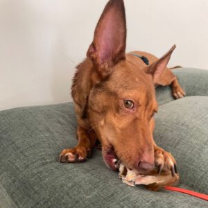 Podenco Maneto Pepin, 03/2021, ca. 35 cm, 12555 Berlin