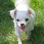 Malteser Queen, 01/2019, ca. 24 cm, 35096 Weimar