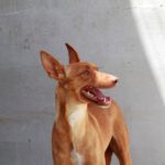 Podenco Rebecca, 05/2022, ca. 40 cm